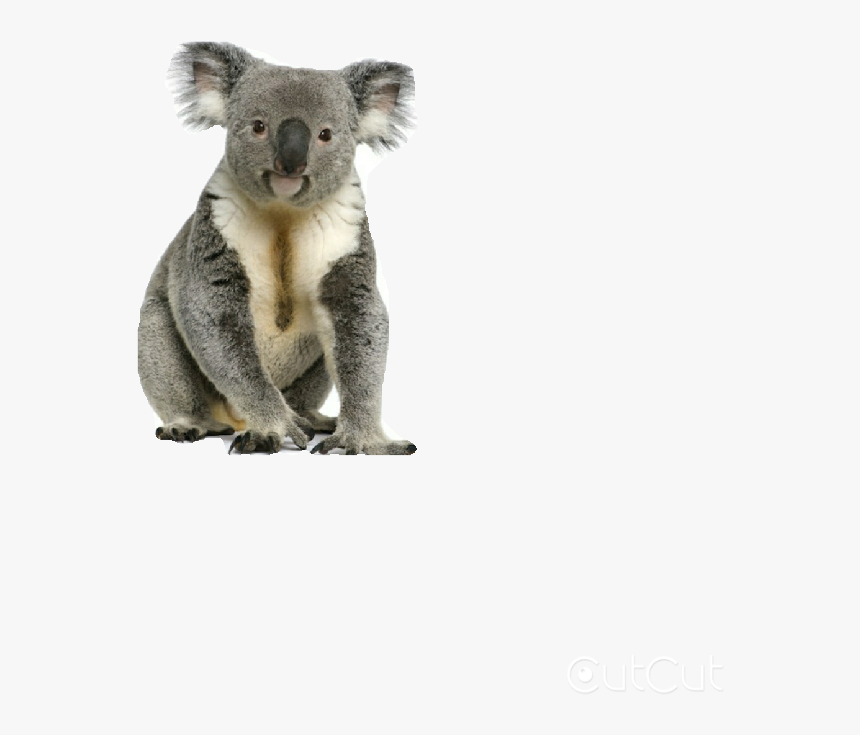 Detail Koala Transparent Nomer 2