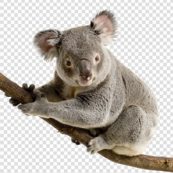 Detail Koala Transparent Nomer 16