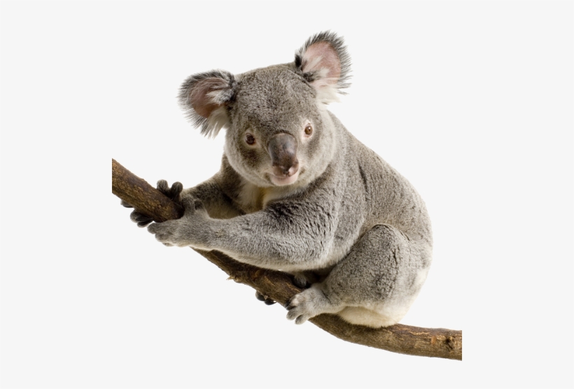 Detail Koala Transparent Nomer 17