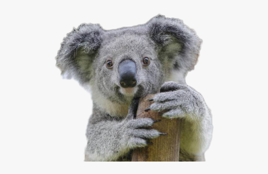 Detail Koala Transparent Nomer 19