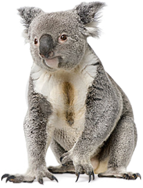 Detail Koala Transparent Nomer 22