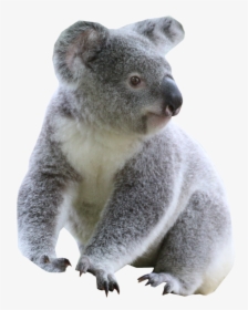 Detail Koala Transparent Nomer 4