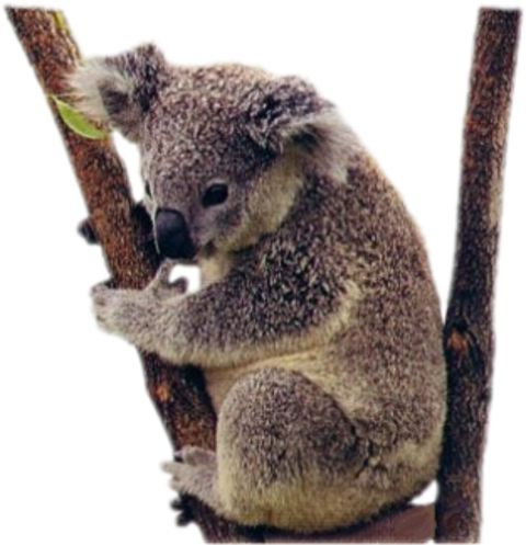 Detail Koala Transparent Nomer 37