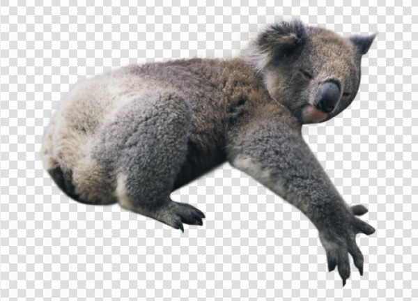 Detail Koala Transparent Nomer 5