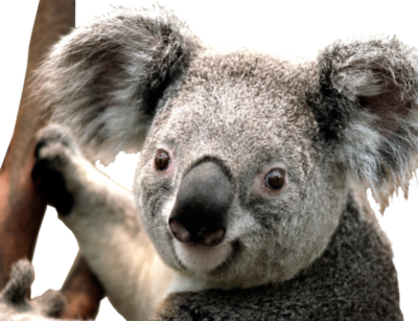 Detail Koala Transparent Nomer 45