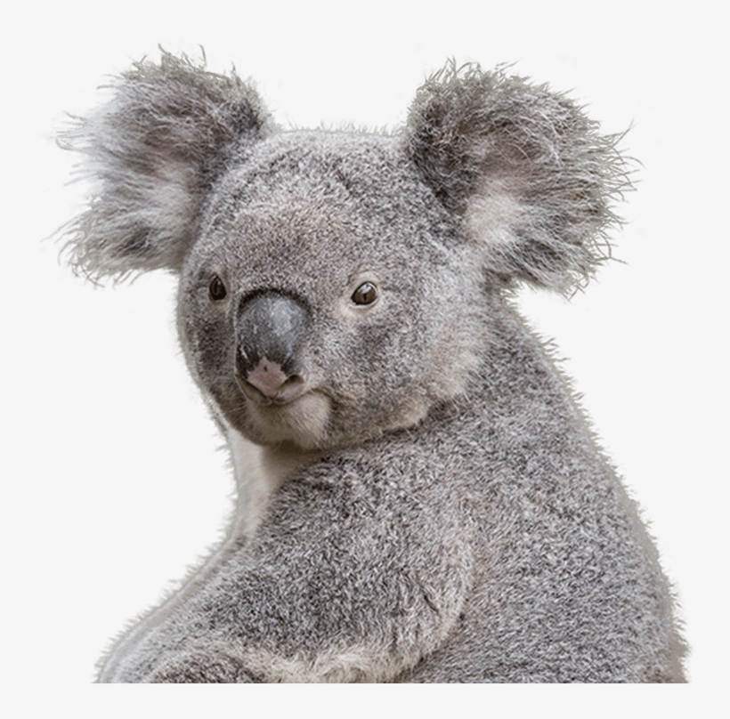 Detail Koala Transparent Nomer 6