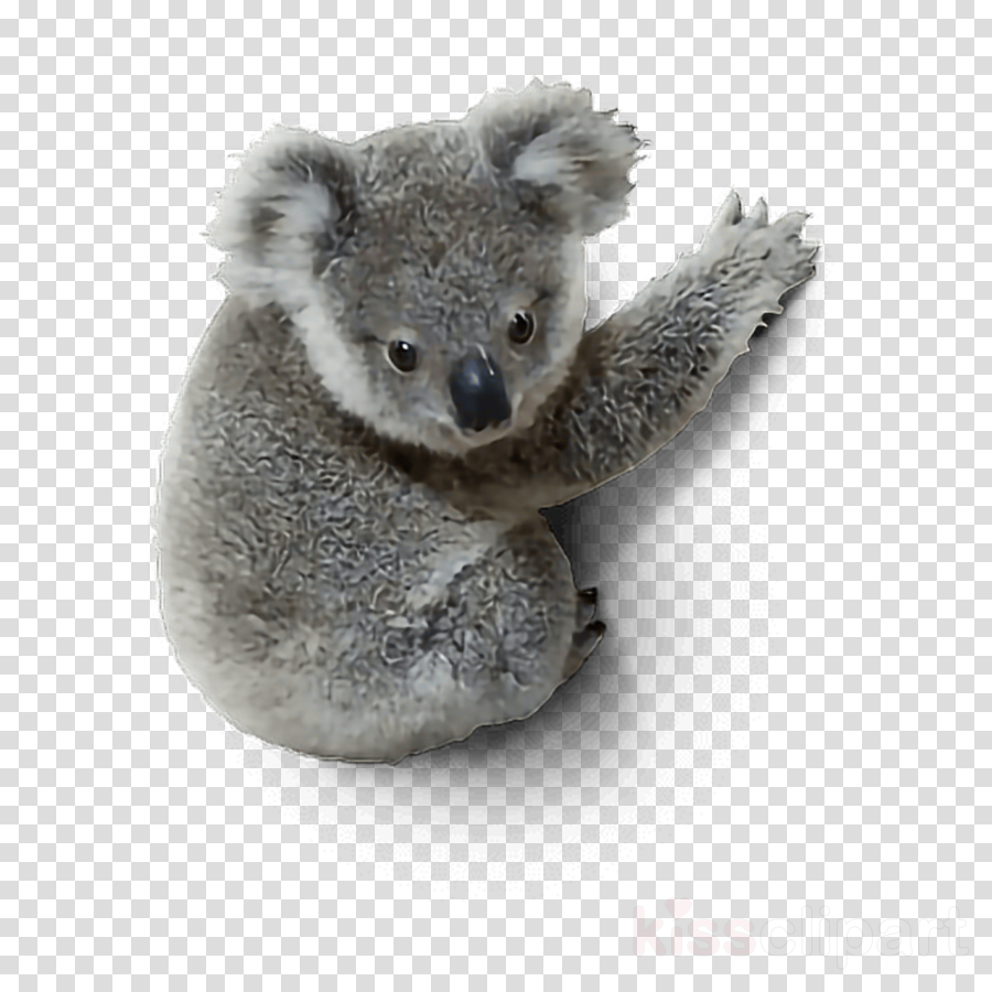 Detail Koala Transparent Nomer 49