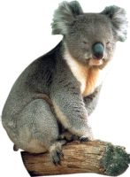 Detail Koala Transparent Nomer 55