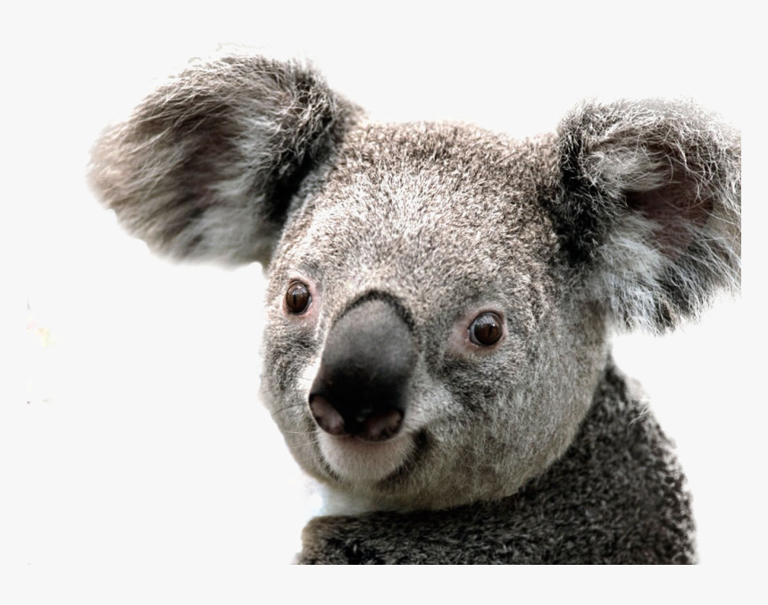 Detail Koala Transparent Nomer 8