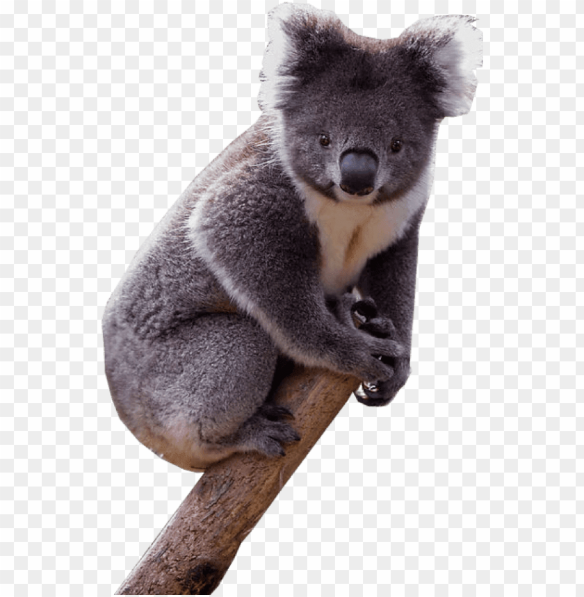 Detail Koala Transparent Nomer 10