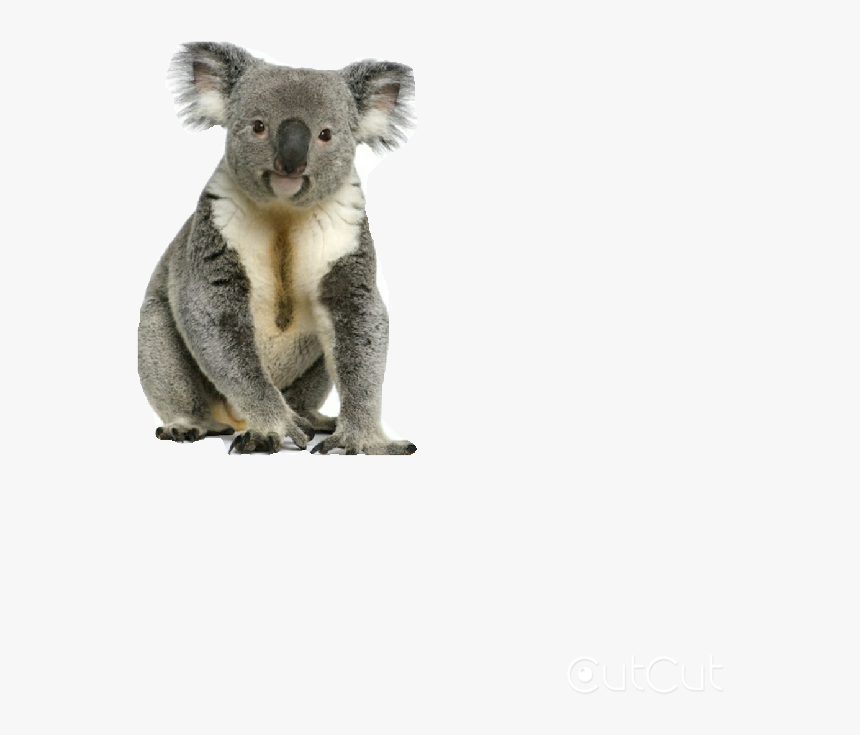 Koala Transparent Background - KibrisPDR