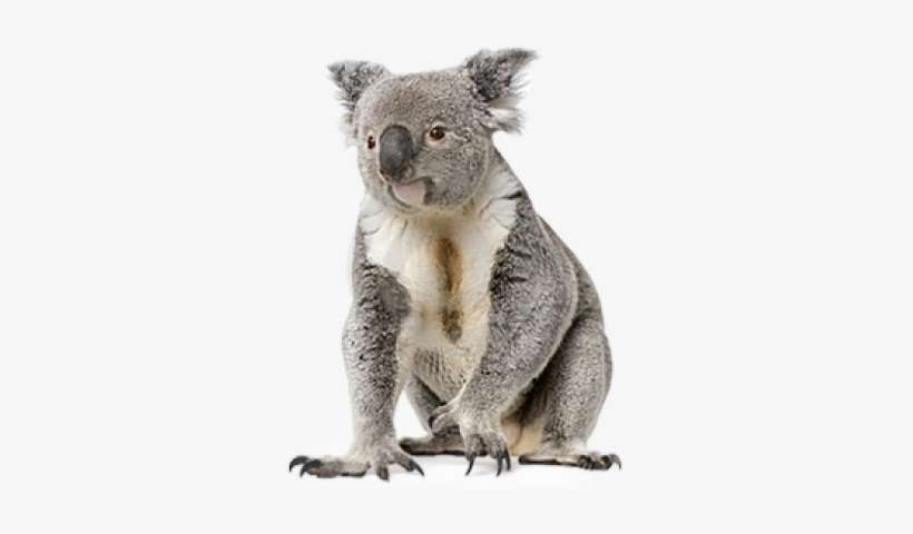 Download Koala Transparent Background Nomer 11