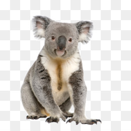 Download Koala Transparent Background Nomer 12