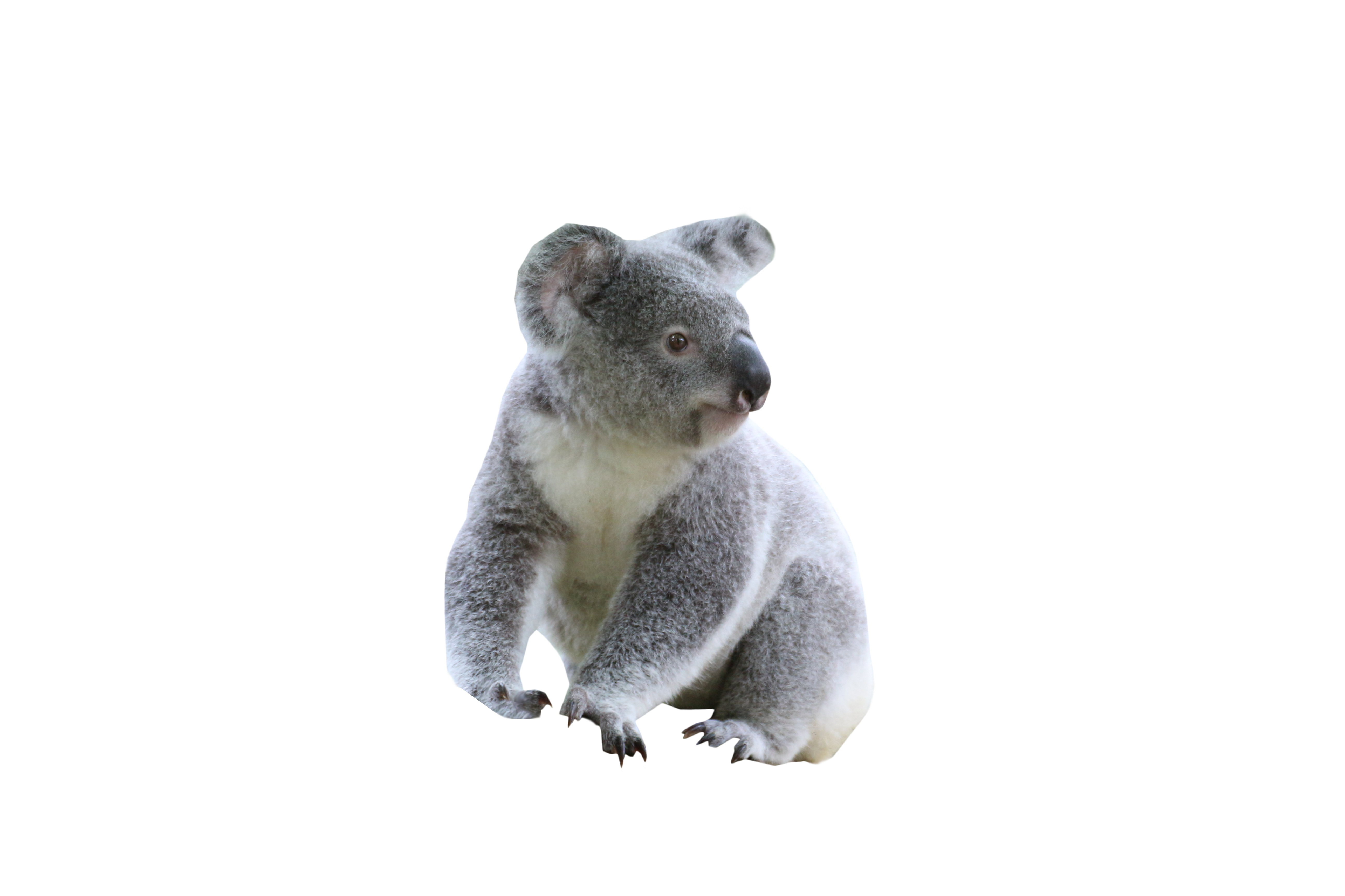 Detail Koala Transparent Background Nomer 13