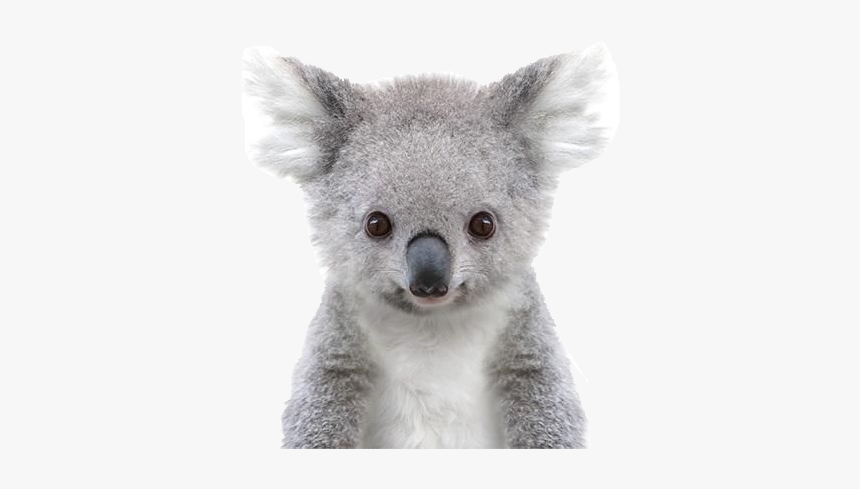 Detail Koala Transparent Background Nomer 14