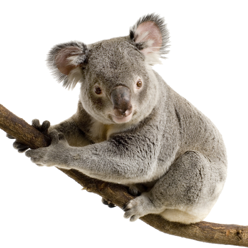 Detail Koala Transparent Background Nomer 16