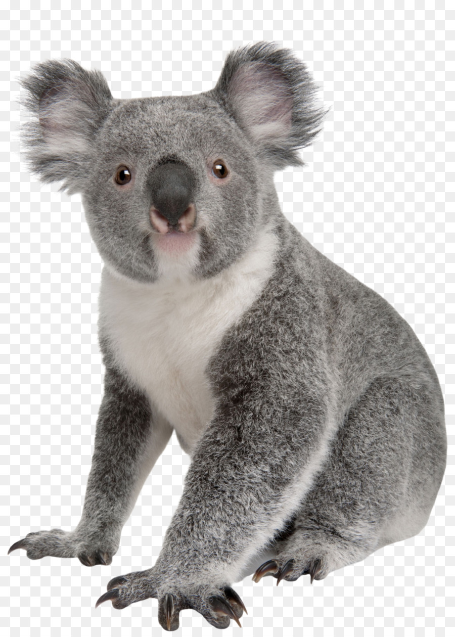 Detail Koala Transparent Background Nomer 18