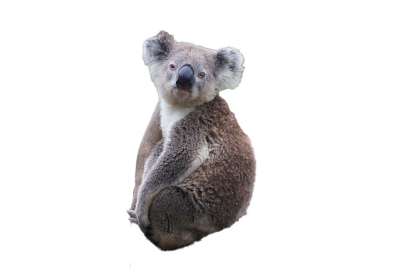 Detail Koala Transparent Background Nomer 21