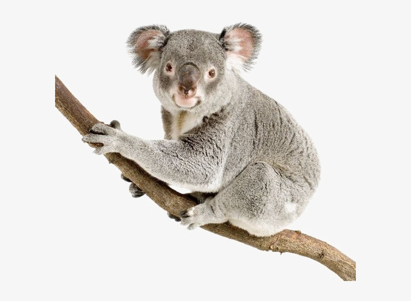 Detail Koala Transparent Background Nomer 5