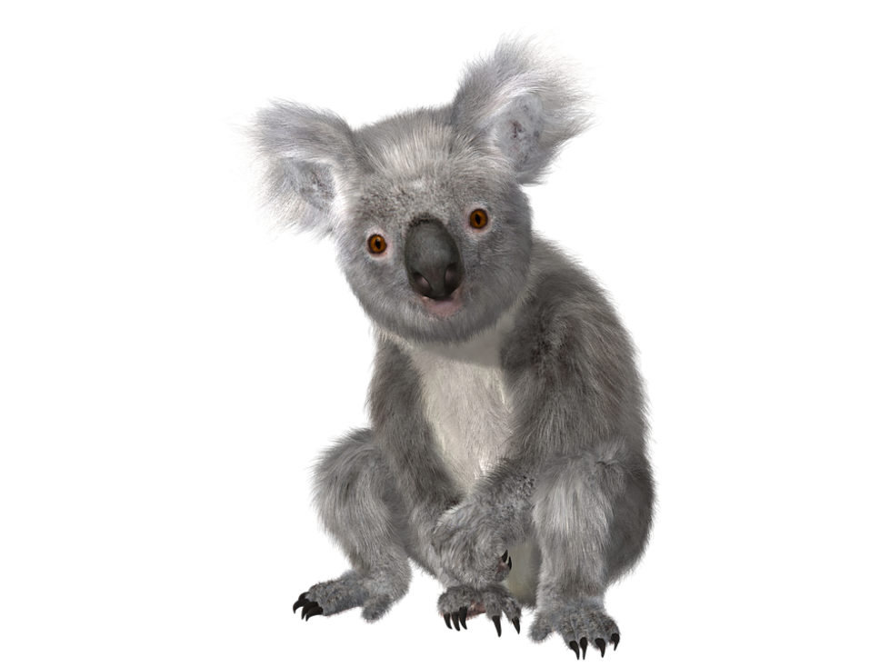 Detail Koala Transparent Background Nomer 43