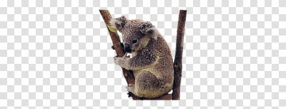 Detail Koala Transparent Background Nomer 46