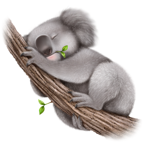 Detail Koala Transparent Background Nomer 53