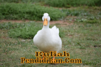 Detail Kode Alam Bebek Nomer 9