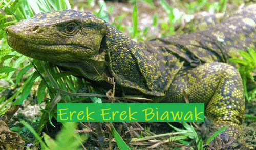 Detail Kode Alam Biawak Masuk Rumah Nomer 14