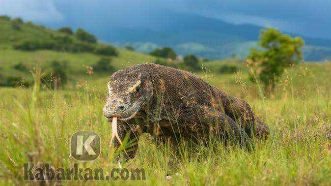 Detail Kode Alam Biawak Masuk Rumah Nomer 29