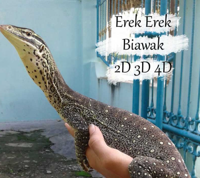 Detail Kode Alam Biawak Masuk Rumah Nomer 47