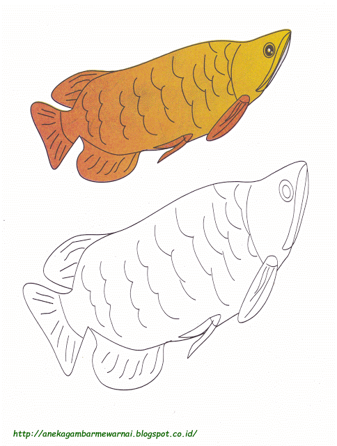 Detail Menggambar Dan Mewarnai Ikan Nomer 36