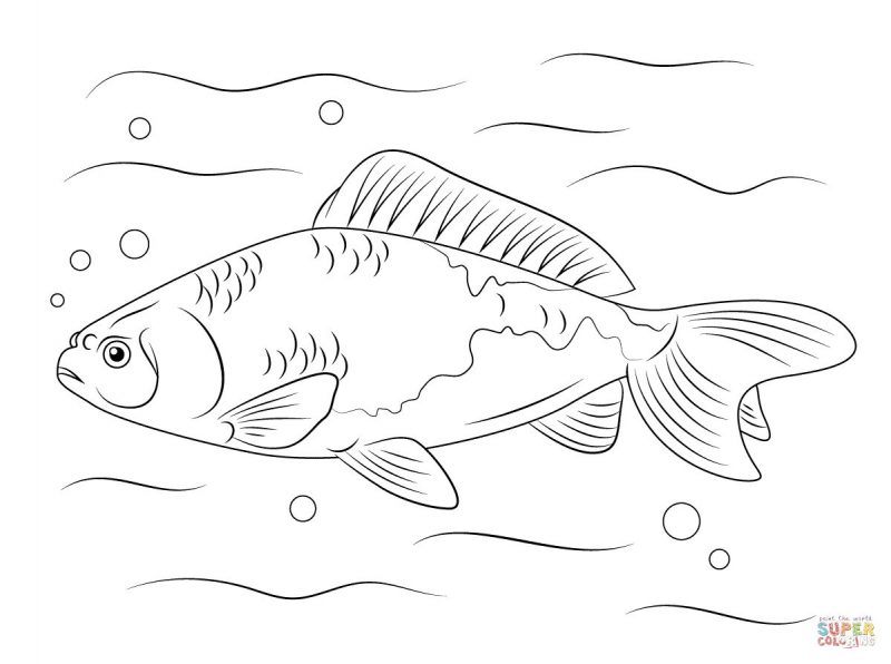 Detail Menggambar Gambar Ikan Nomer 42