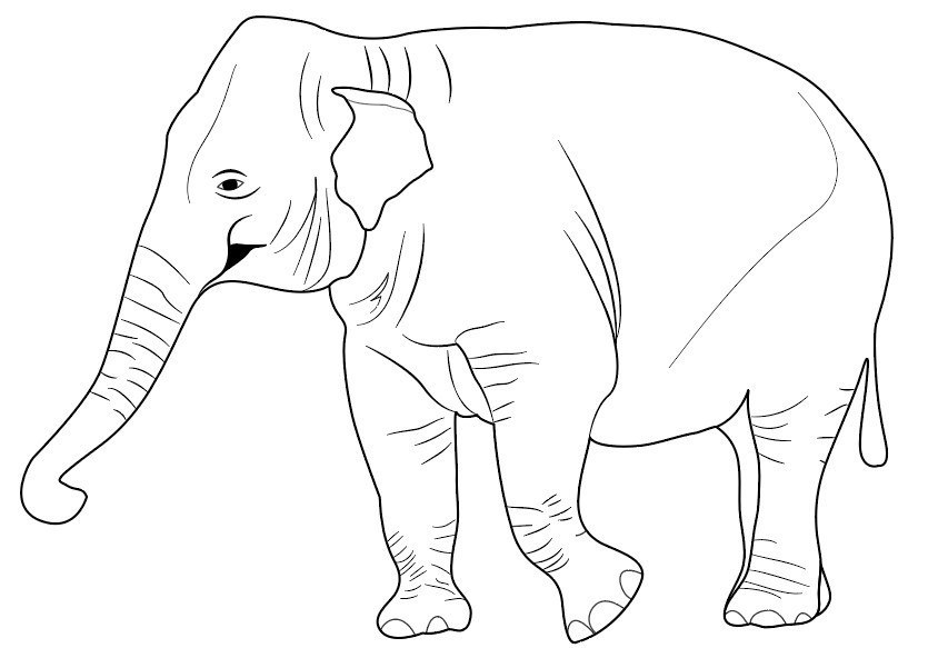 Detail Menggambar Hewan Gajah Nomer 17