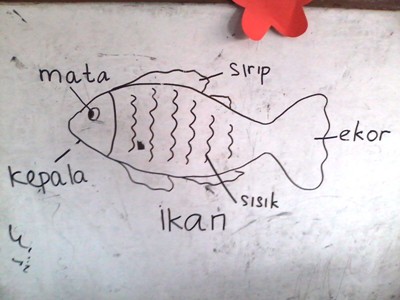 Detail Menggambar Ikan Anak Tk Nomer 51