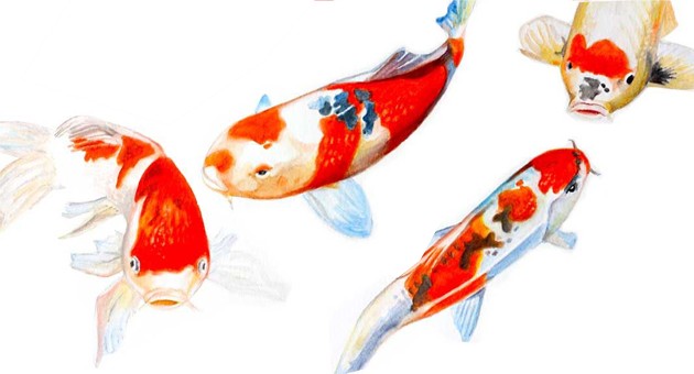 Detail Menggambar Ikan Koi Nomer 28