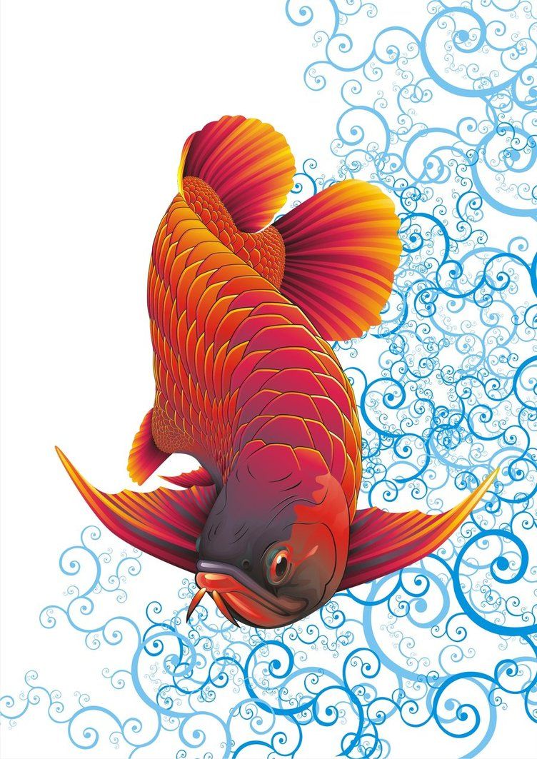 Detail Menggambar Ikan Koi Nomer 42