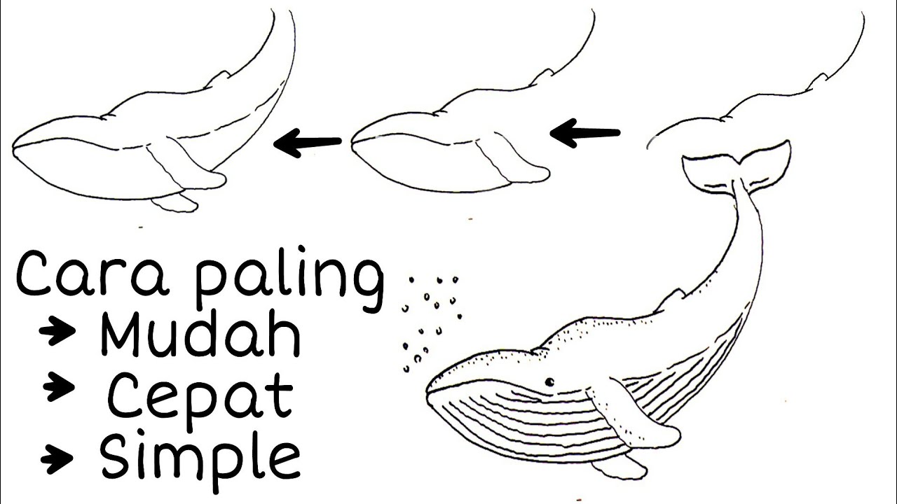 Detail Menggambar Ikan Paus Nomer 39