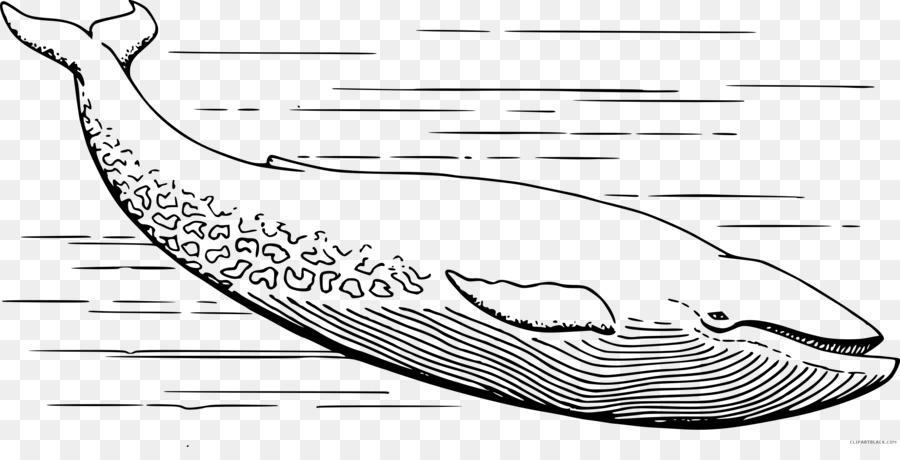 Detail Menggambar Ikan Paus Nomer 42