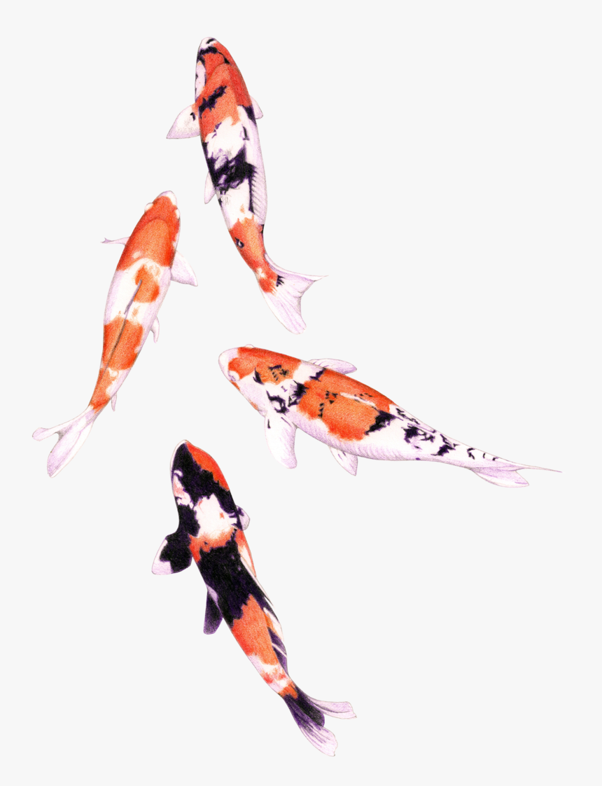 Koi Fish Png - KibrisPDR