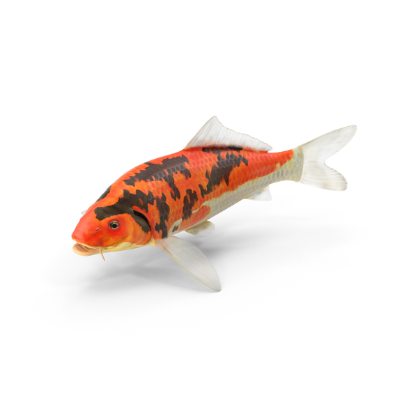 Detail Koi Fish Png Nomer 6