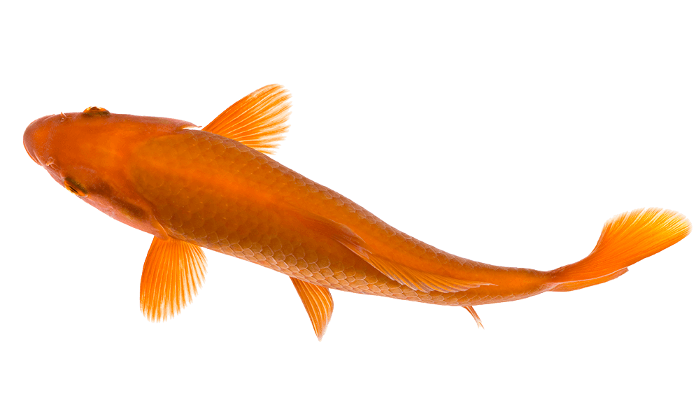 Detail Koi Fish Png Nomer 50