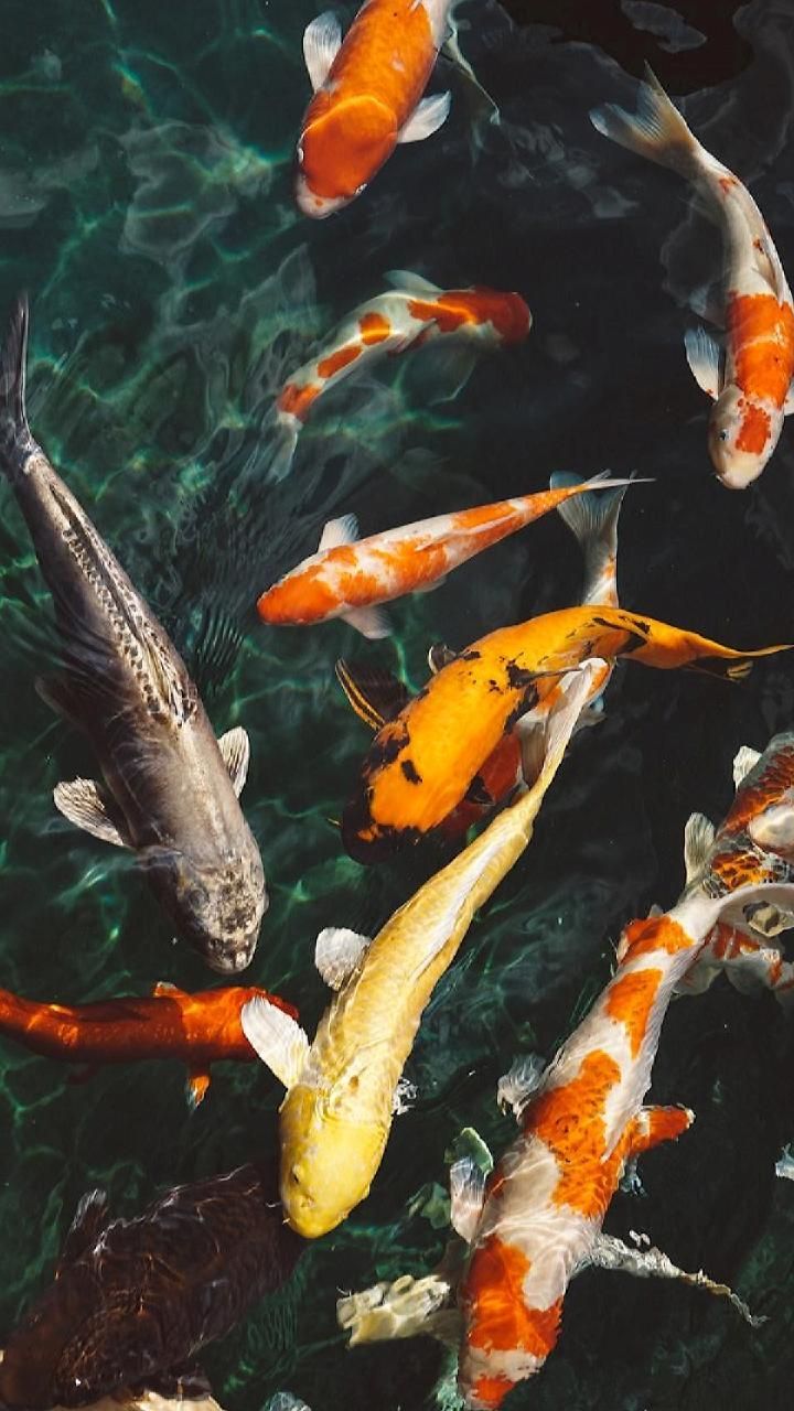 Detail Koi Fish Wallpaper Hd Nomer 14