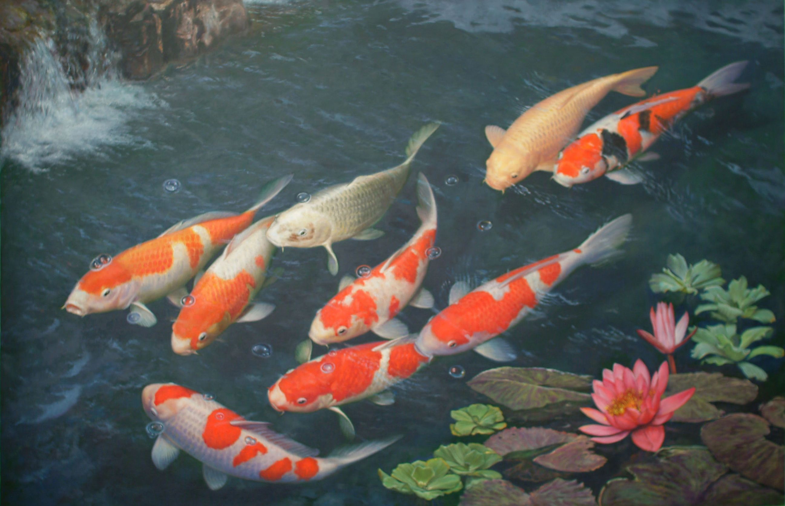 Detail Koi Fish Wallpaper Hd Nomer 9