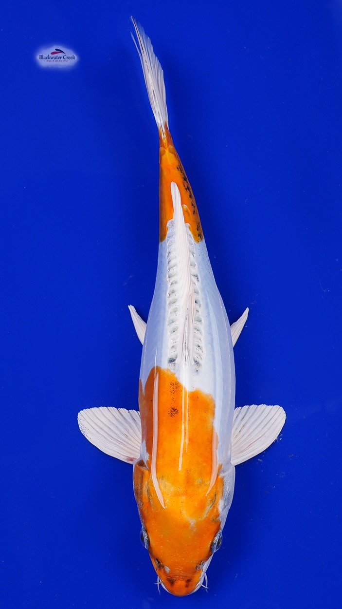 Detail Koi Kohaku Orange Nomer 18