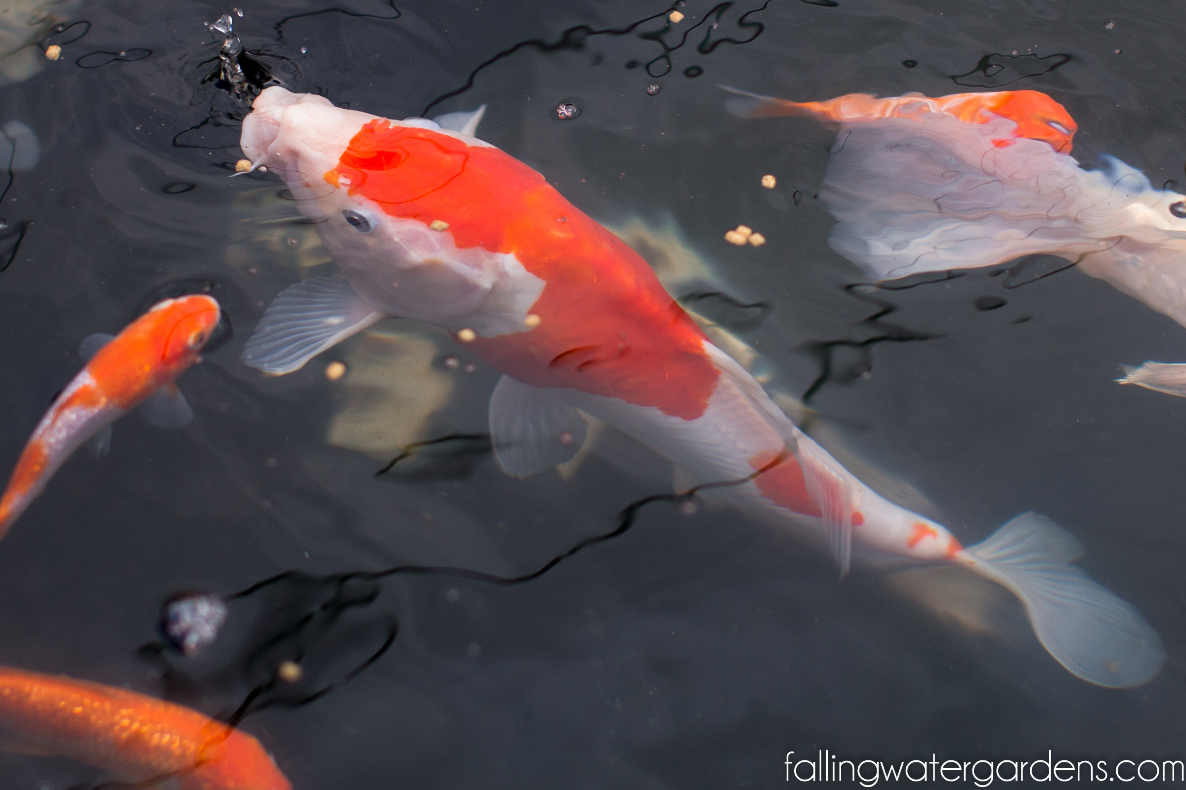 Detail Koi Kohaku Orange Nomer 33