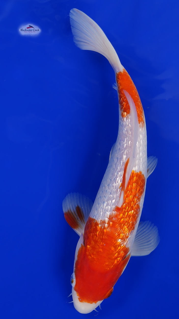 Detail Koi Kohaku Orange Nomer 6