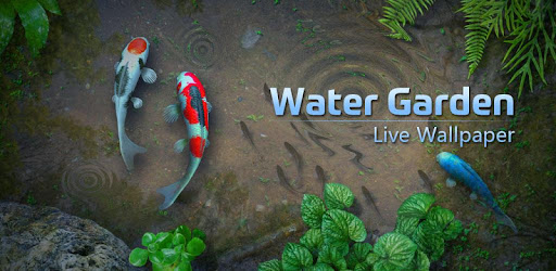 Detail Koi Live Wallpaper Nomer 26