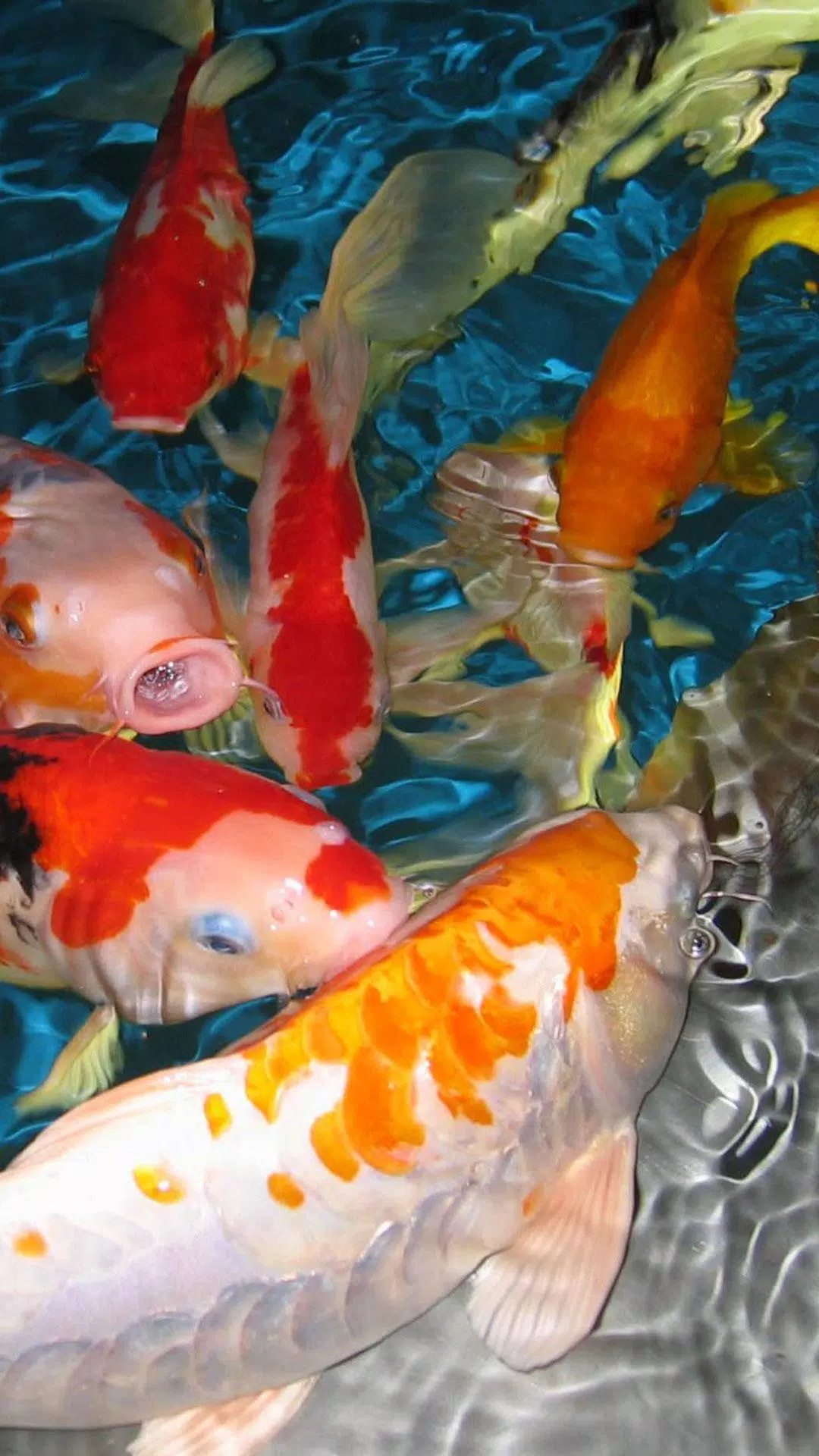 Detail Koi Live Wallpaper Nomer 31