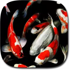 Detail Koi Live Wallpaper Full Version Nomer 30