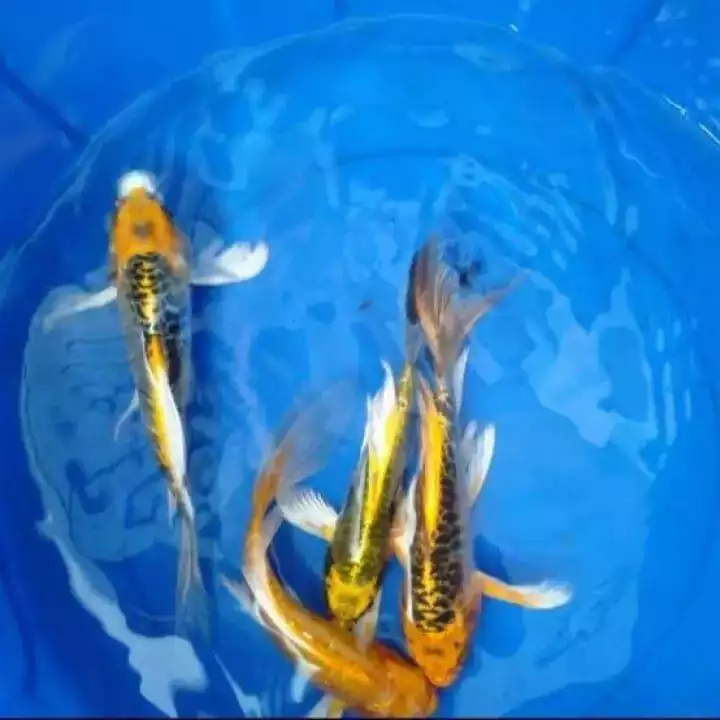 Detail Koi Metalik Nomer 19